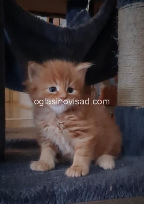 5 Maine Coon M0426