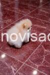 002 viber_slika_2026-04-14_12-57-33-877 manja