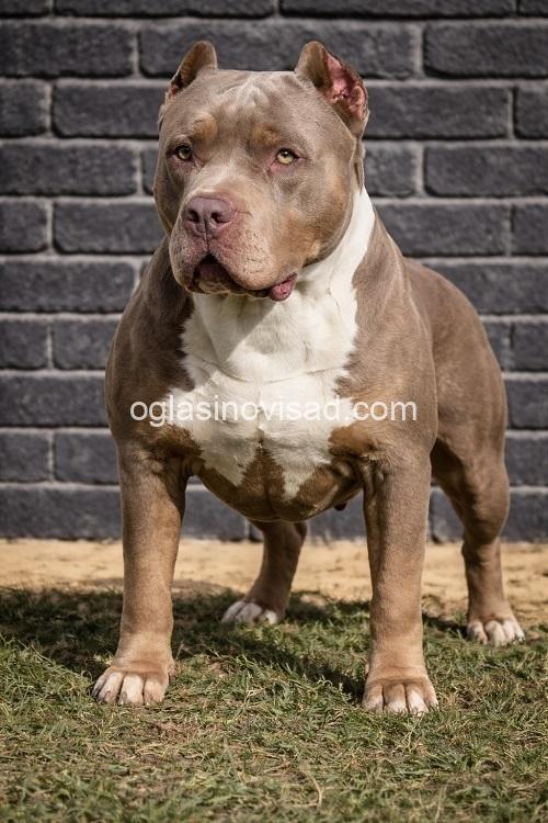 5 americanbullyV0426