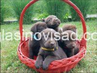 2 labradorA0426