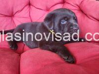 4 labradorA0426