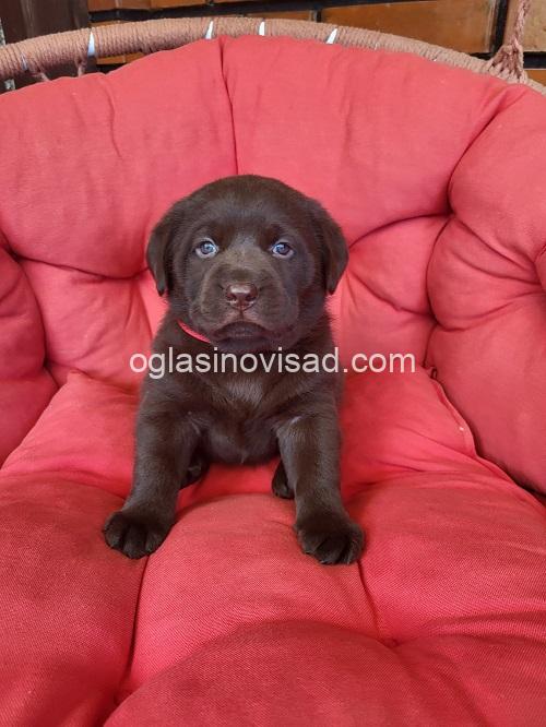 5 labradorA0426