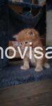 3 Maine Coon M0426