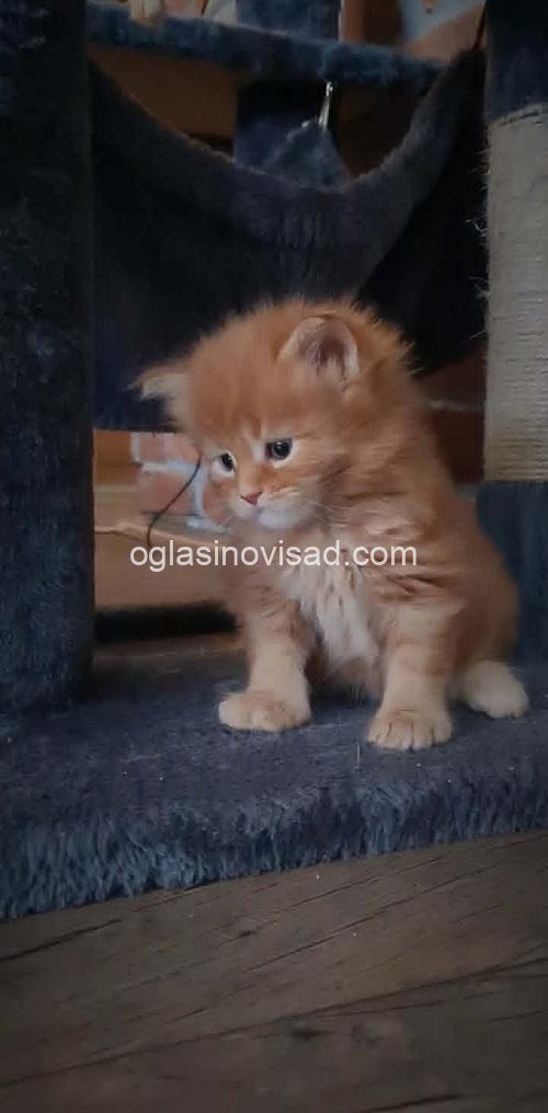 3 Maine Coon M0426
