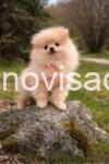 006 viber_slika_2026-04-14_12-57-34-143 manja