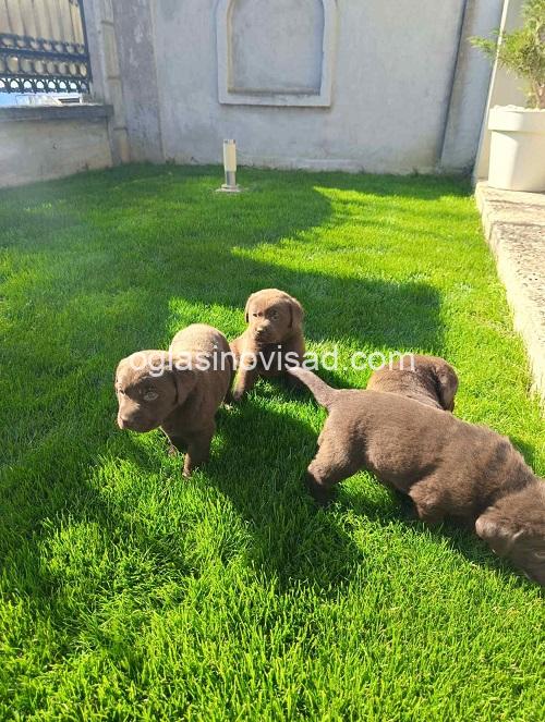 2 labradorG0426