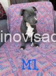 sivac2