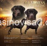 3 labradorA0426