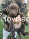 4a labradorG0426