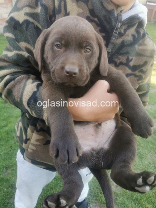 4a labradorG0426