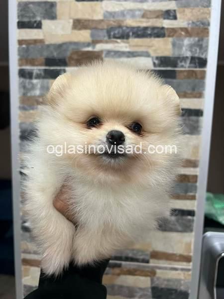 6Messenger_creation_D561DABF-F113-43FB-9002-08D5D99DB03B