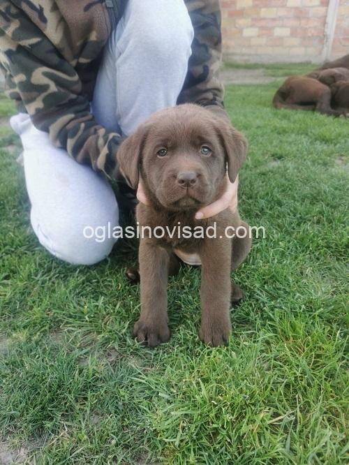2a labradorG0426