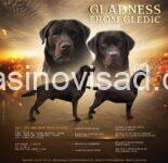 3 labradorA0426