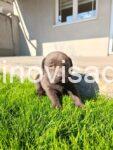 3 labradorG0426