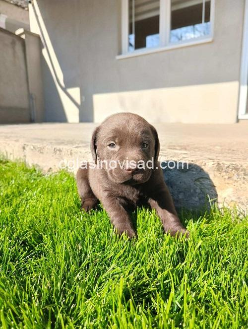 3 labradorG0426
