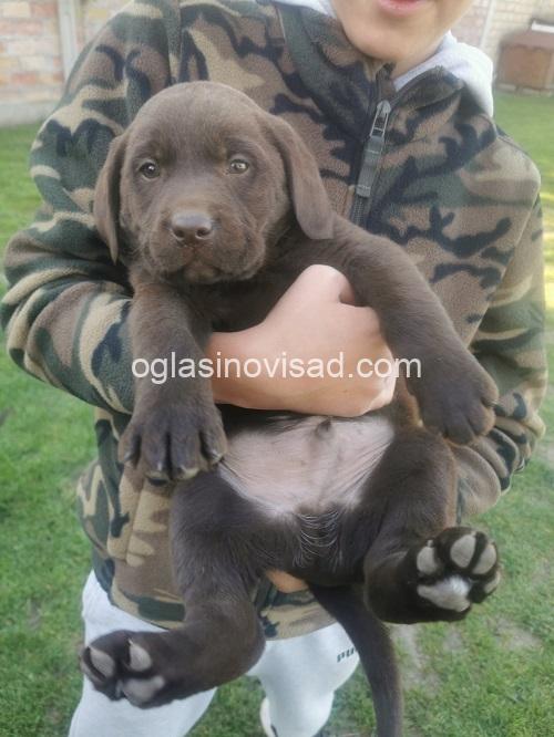 5a labradorG0426
