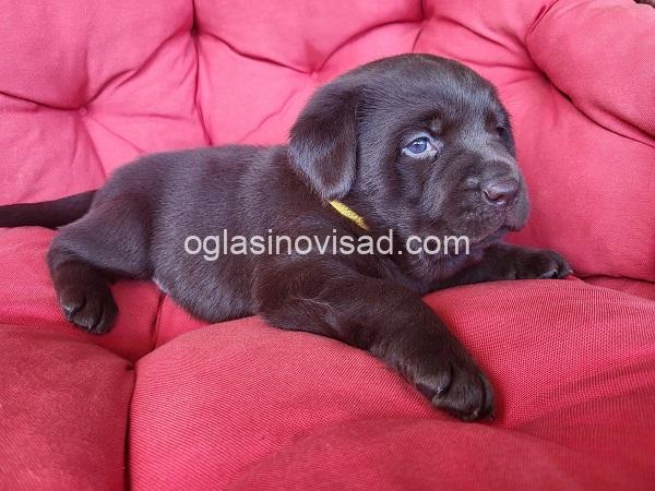 4 labradorA0426