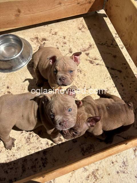 American bully 02