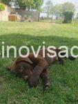 3labradorG0526