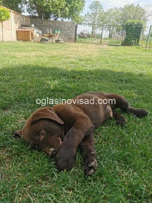 3labradorG0526