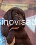 2 labradorM0526