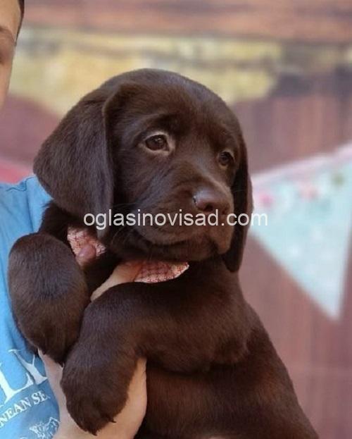 2 labradorM0526