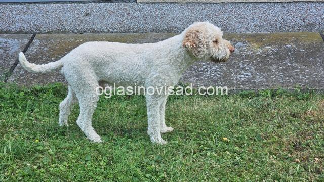 lagotto 13a