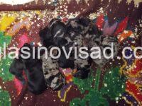2 jazavicarG0526