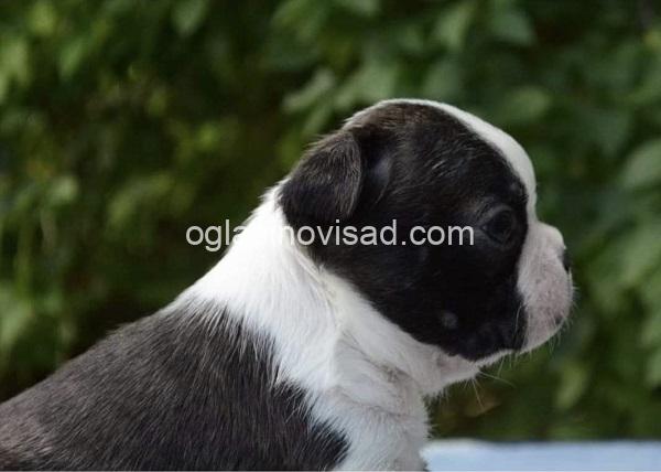 2  boston terijer  S0526
