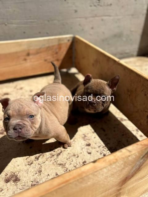American bully 05