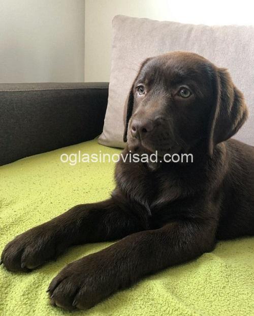 1 labradorM0526