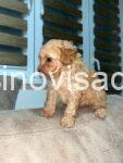 4 pudlaS0526