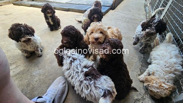 lagotto 01a