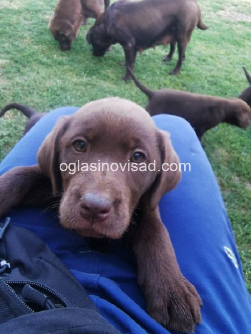 4labradorG0526