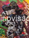 3 jazavicarG0526