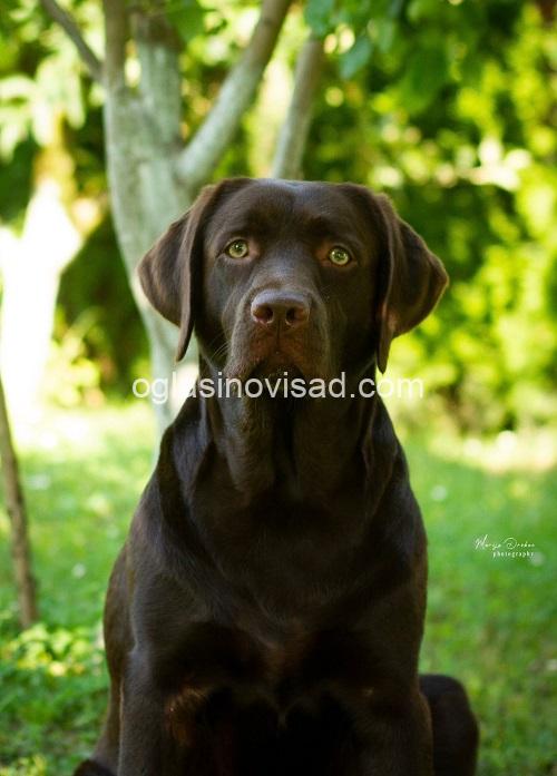 5 labradorM0526