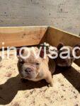 American bully 03