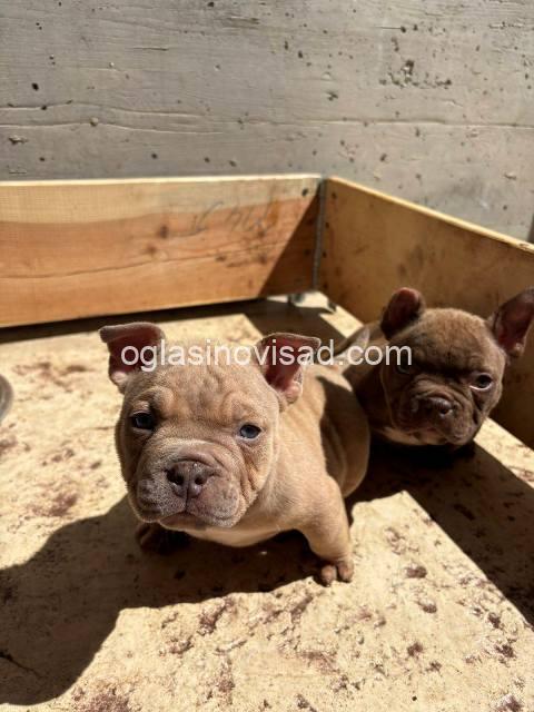 American bully 03