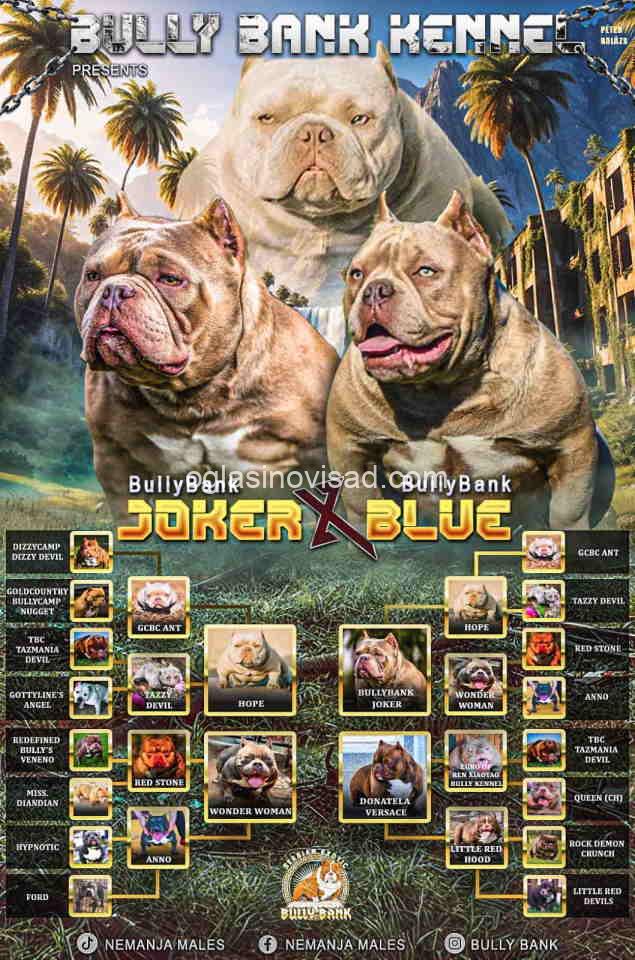 bul1