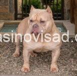 bul2