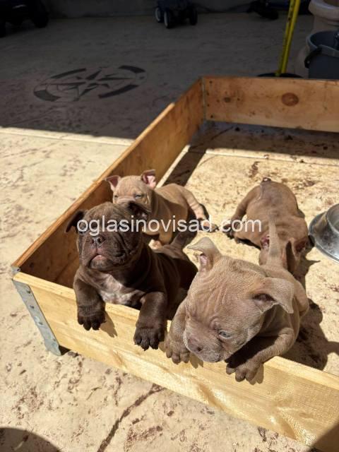 American bully 01