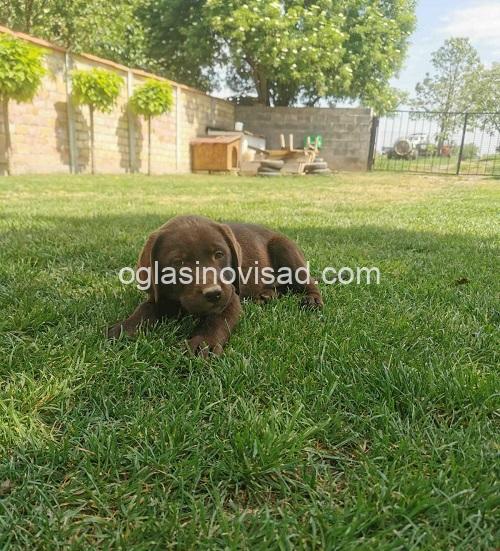 1labradorG0526