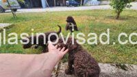 lagotto 08a