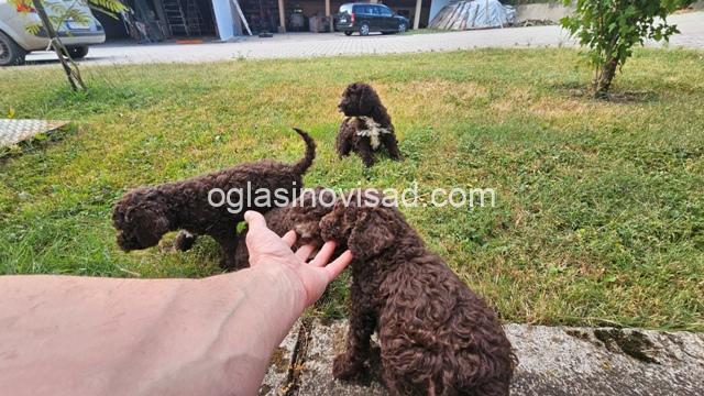 lagotto 08a