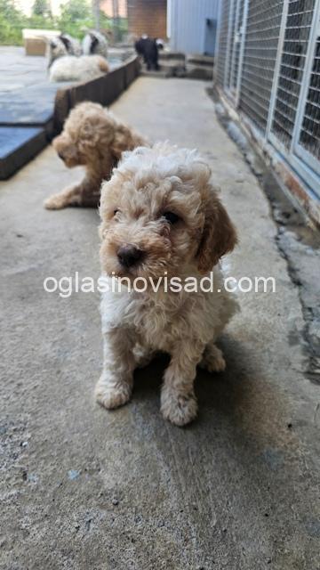 lagotto 03a