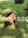 2labradorG0526