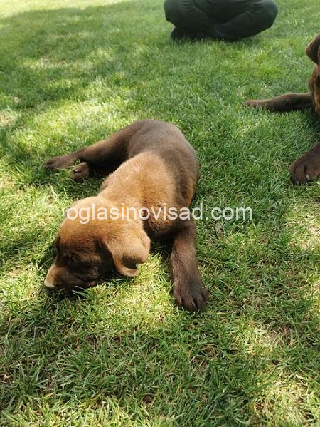 2labradorG0526