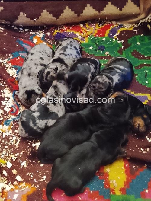 5 jazavicarG0526