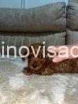 3 pudlaS0526