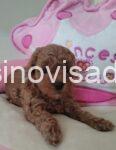 viber_image_2026-04-25_10-08-19-312-794x1024